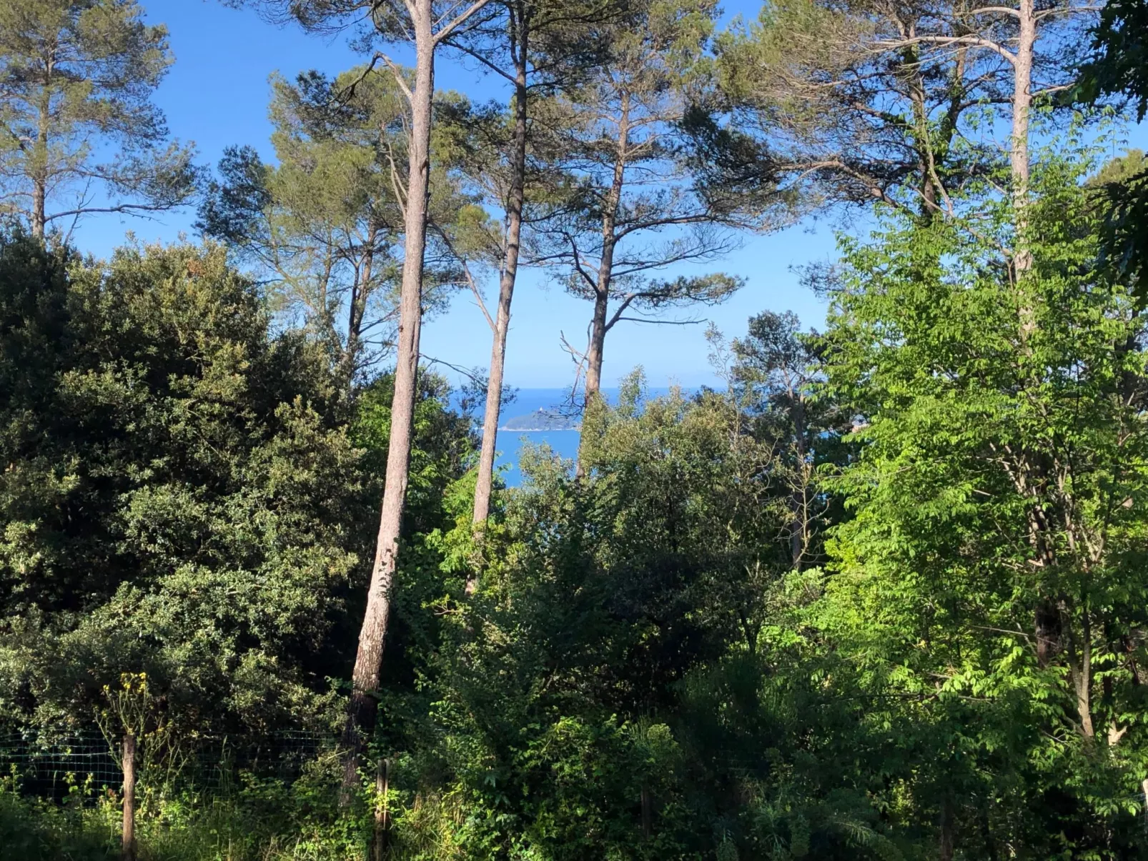 Kirschbäume, eine Oase im Wald zwischen Meer und Natur - Draußen