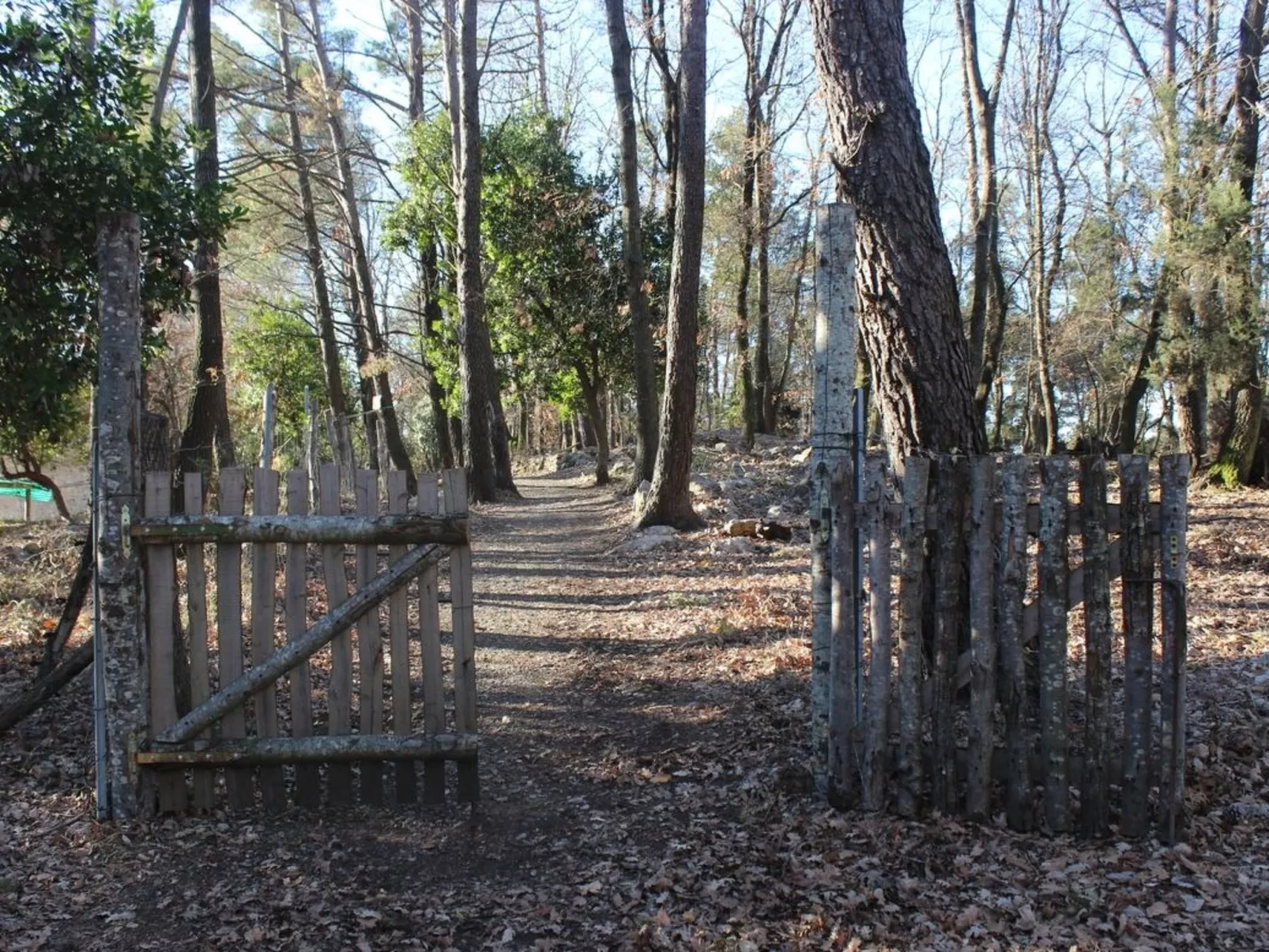 Kirschbäume, eine Oase im Wald zwischen Meer und Natur - Draußen
