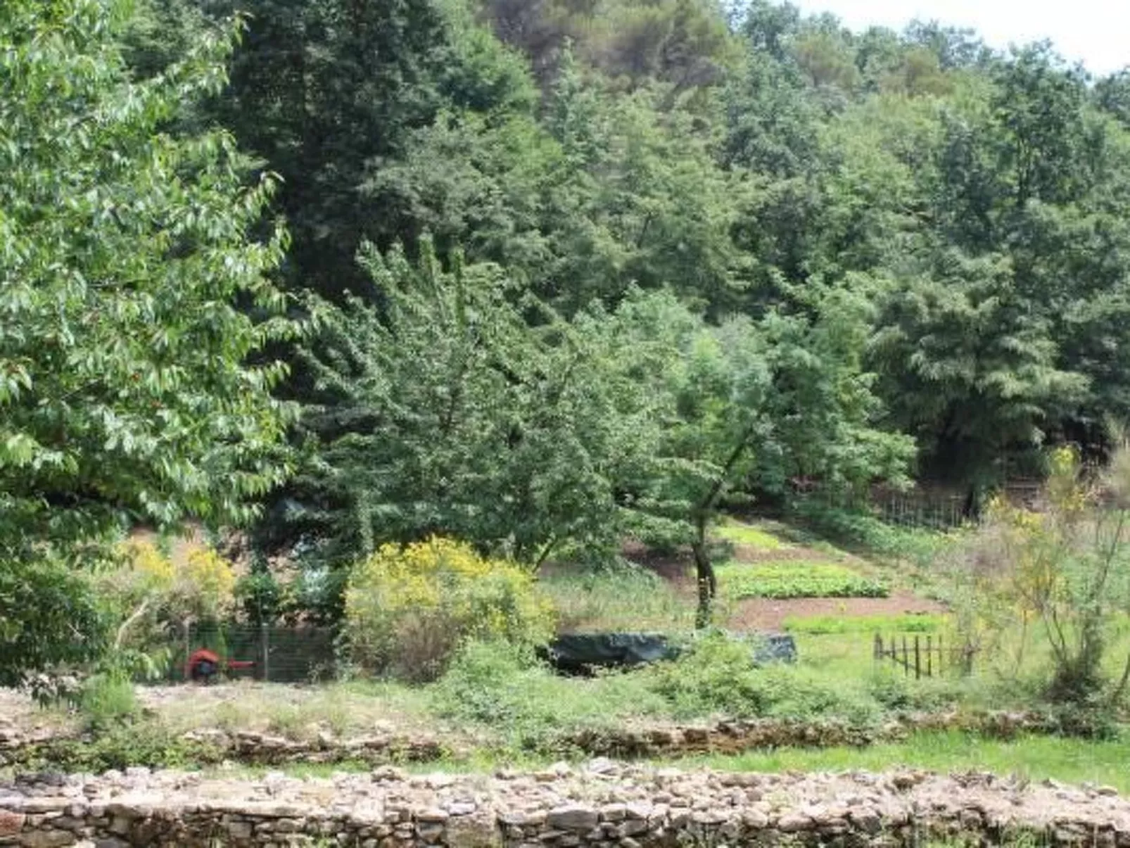 Kirschbäume, eine Oase im Wald zwischen Meer und Natur - Draußen
