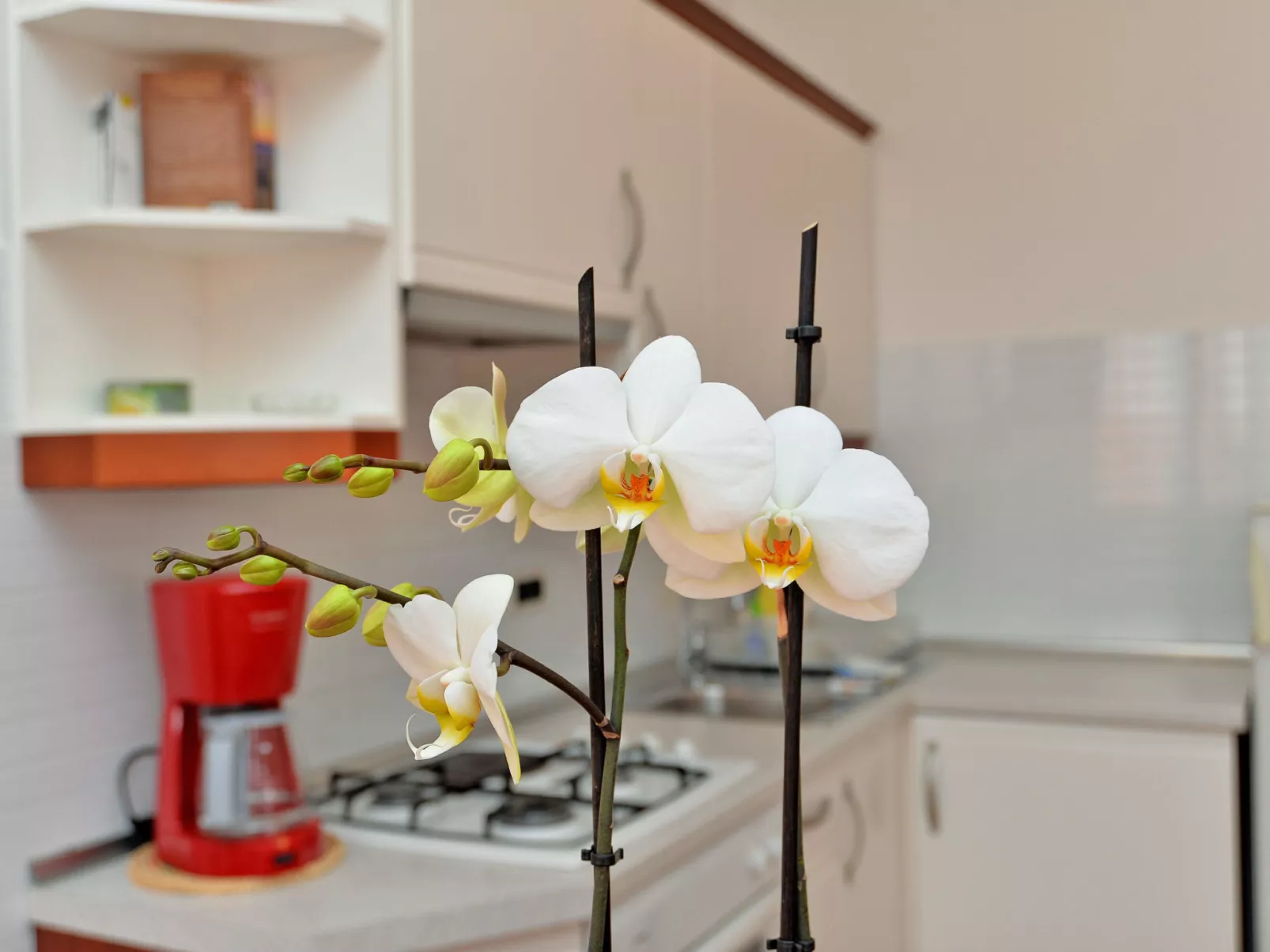 Apartment 1553 - Dedans