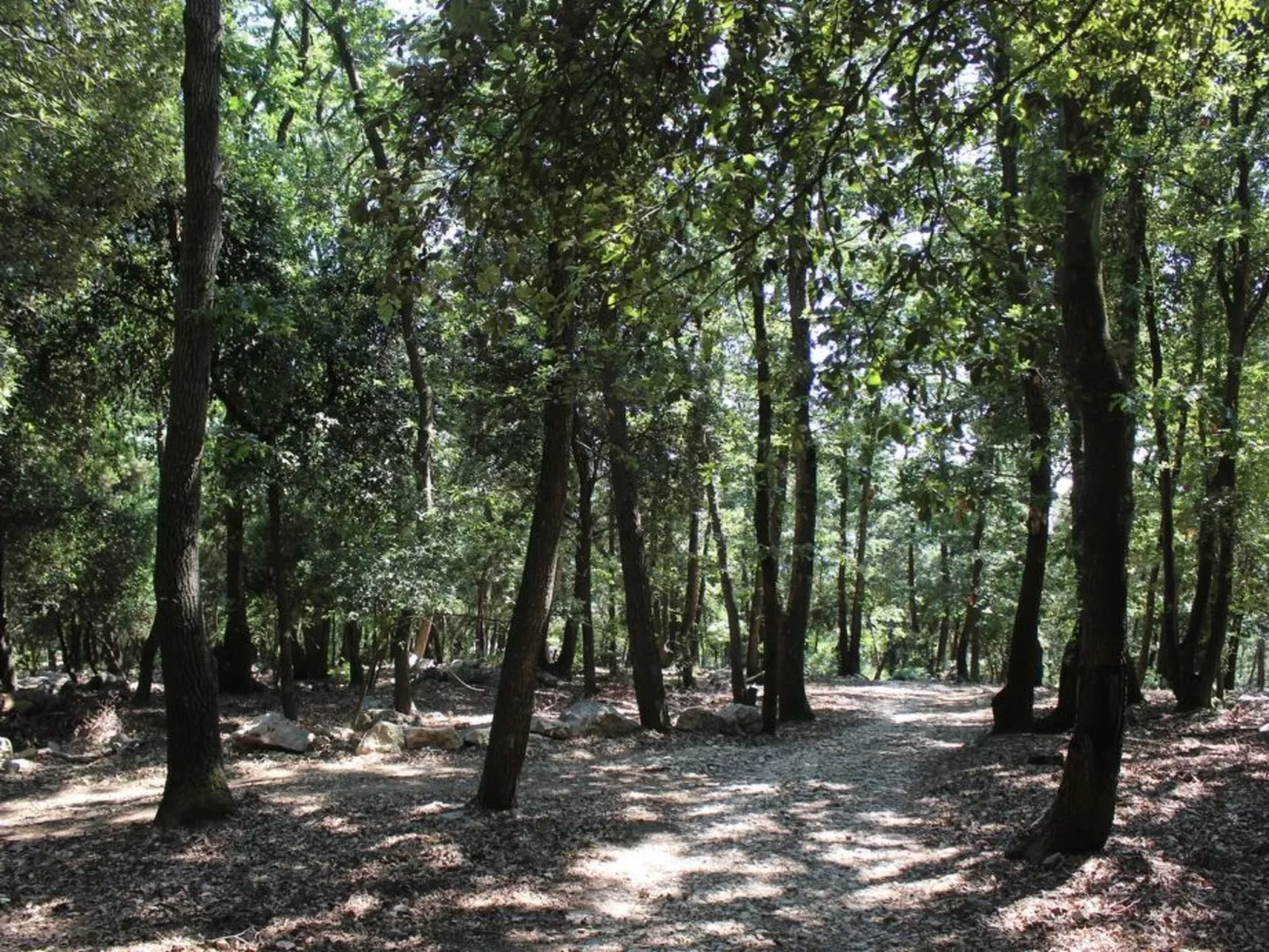 Kirschbäume, eine Oase im Wald zwischen Meer und Natur - Draußen