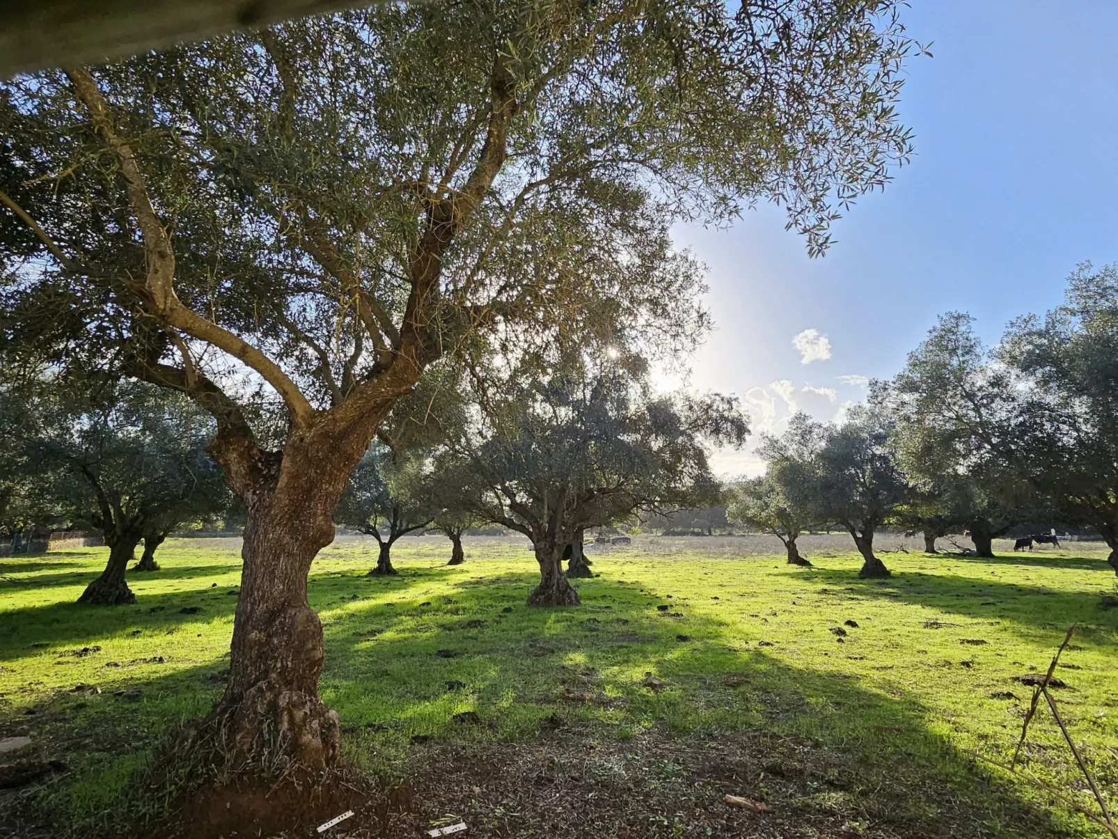 FINCA EL ALAMO - BARCARROTA - Draußen