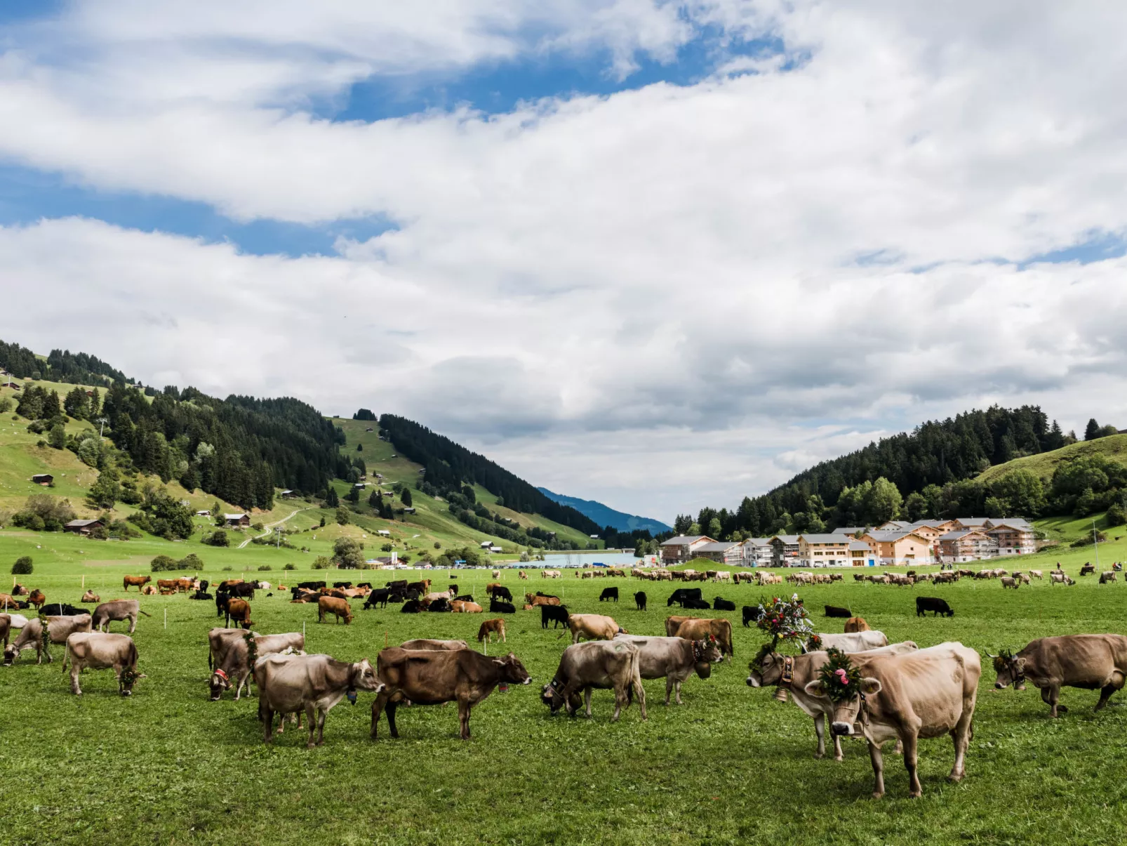 Maiensäss Plumarscha Friberg, Brigels, (Breil/Brigels). - Area