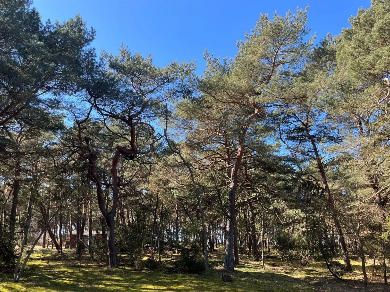 "Ermelina" - 150m from the sea - Dehors