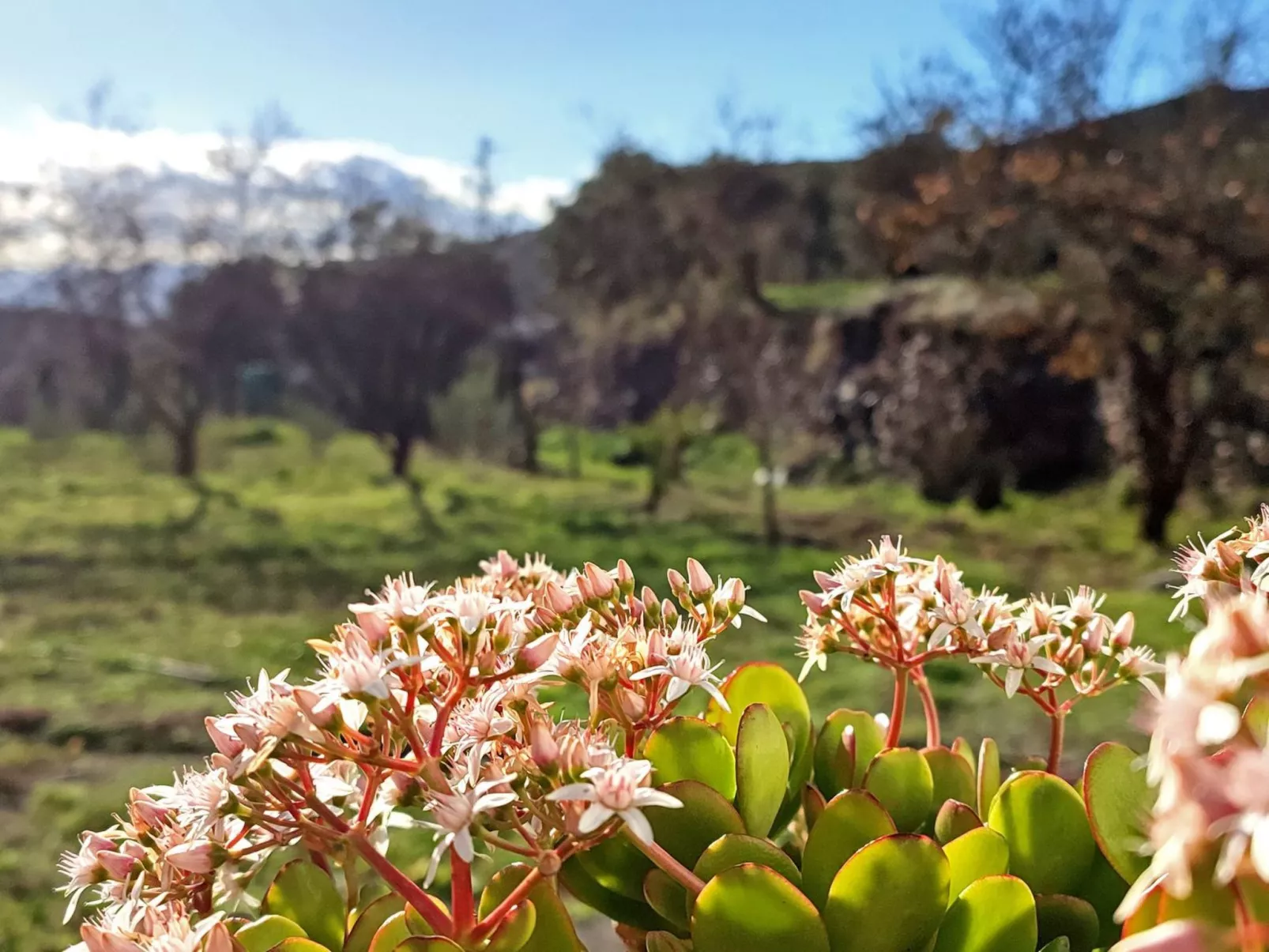 Gemütliches Haus mit Schwimmbad in La Alpujarra - Dehors