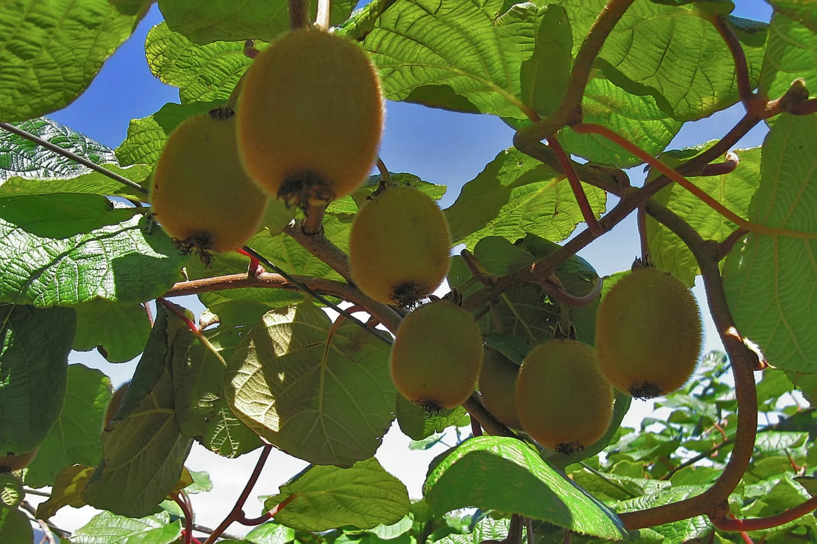 Quinta das Colmeias House-Gardens summer