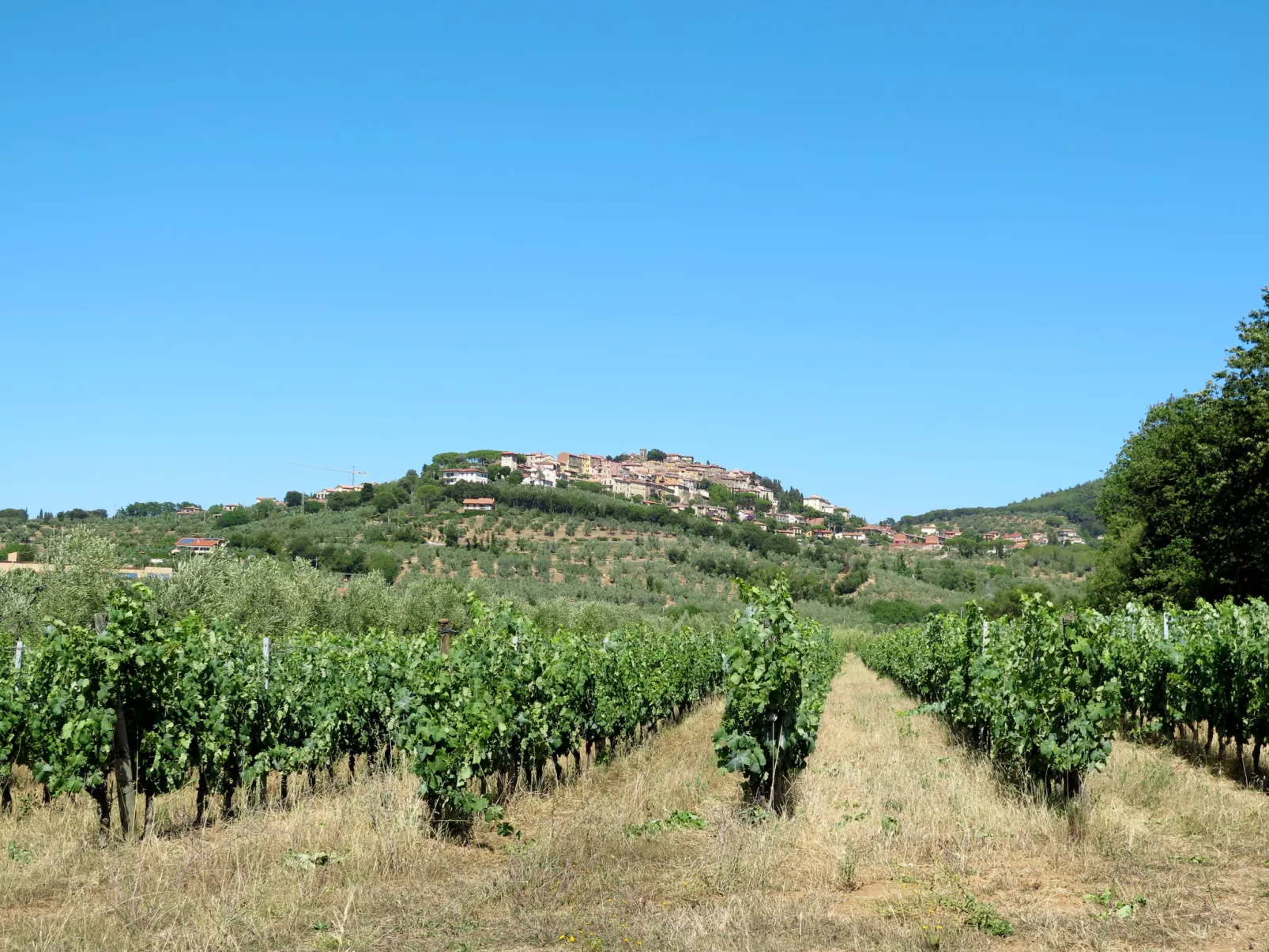 Rosa-Area