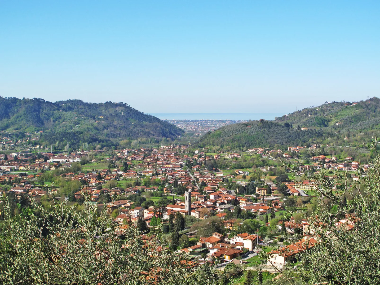 Oleandro-Area