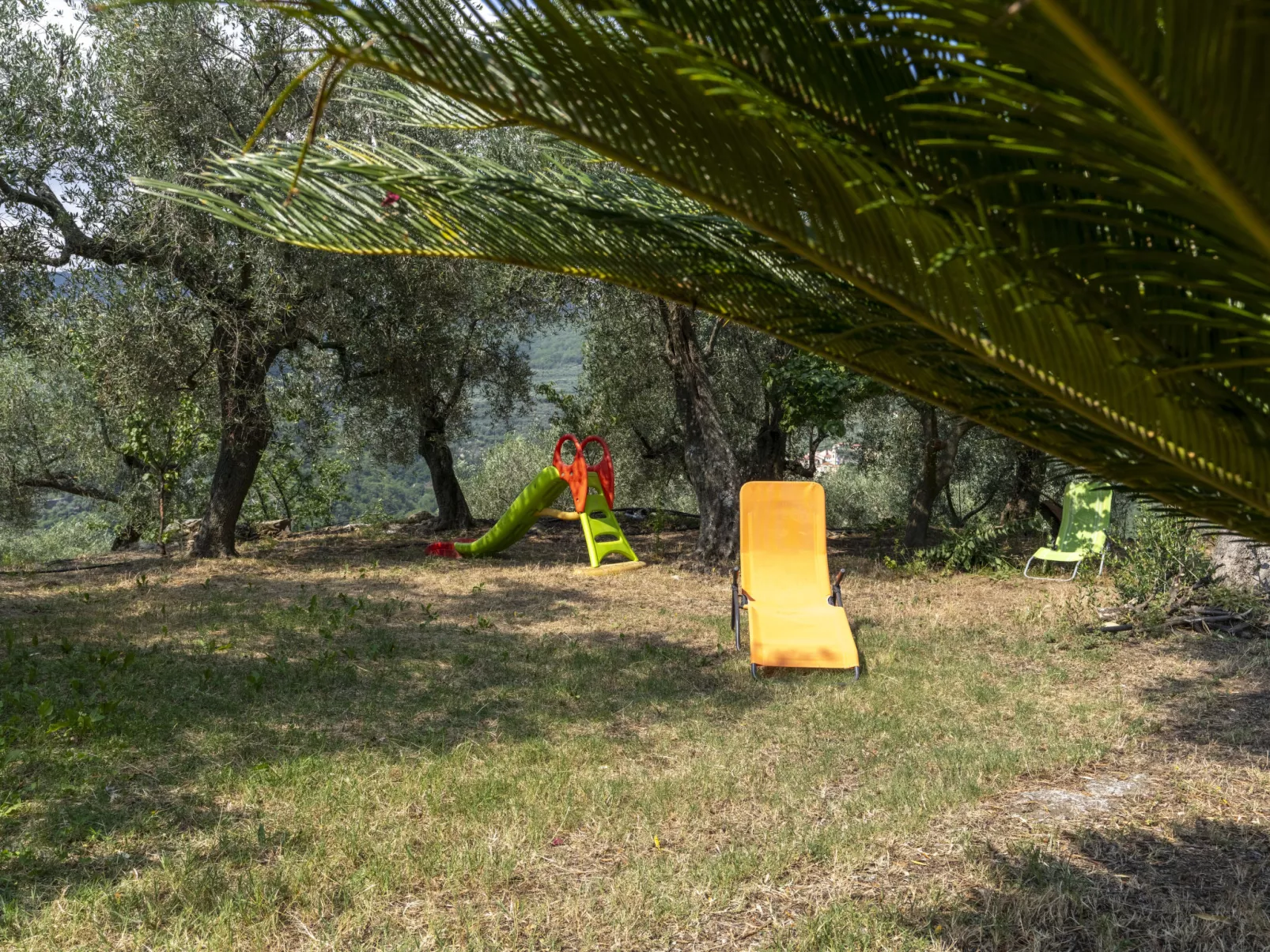Mimosa-Outside