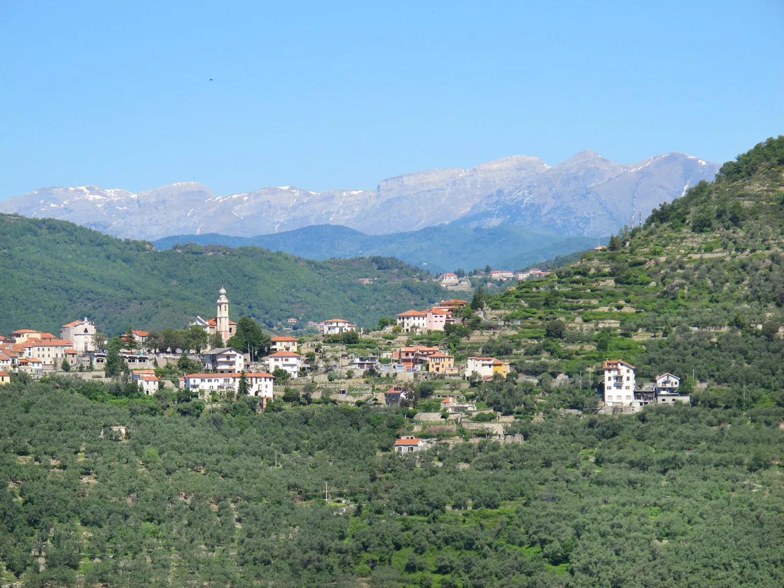 Mimosa-Area