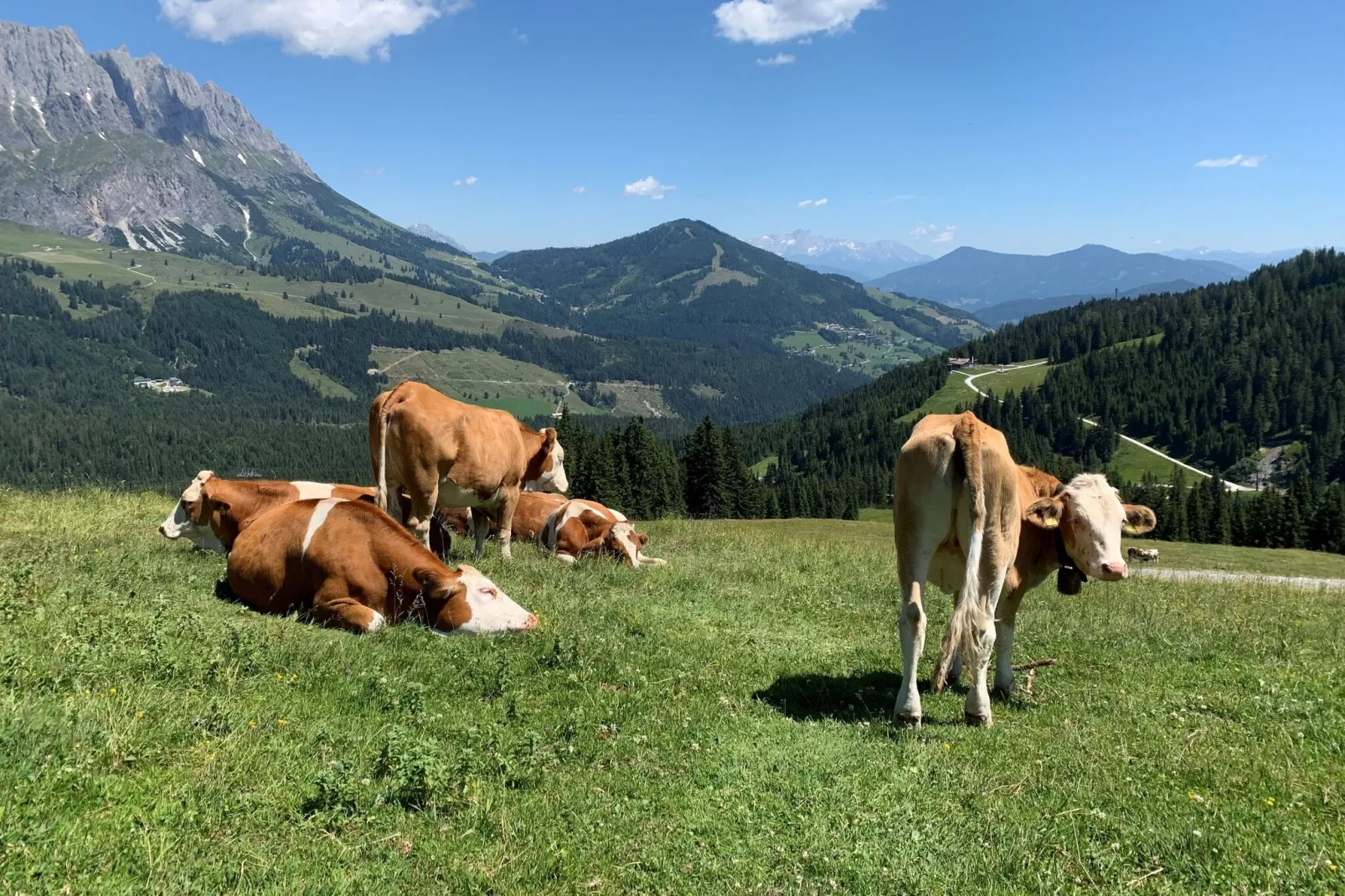 Chalet Lindelodge-Areas summer 1km