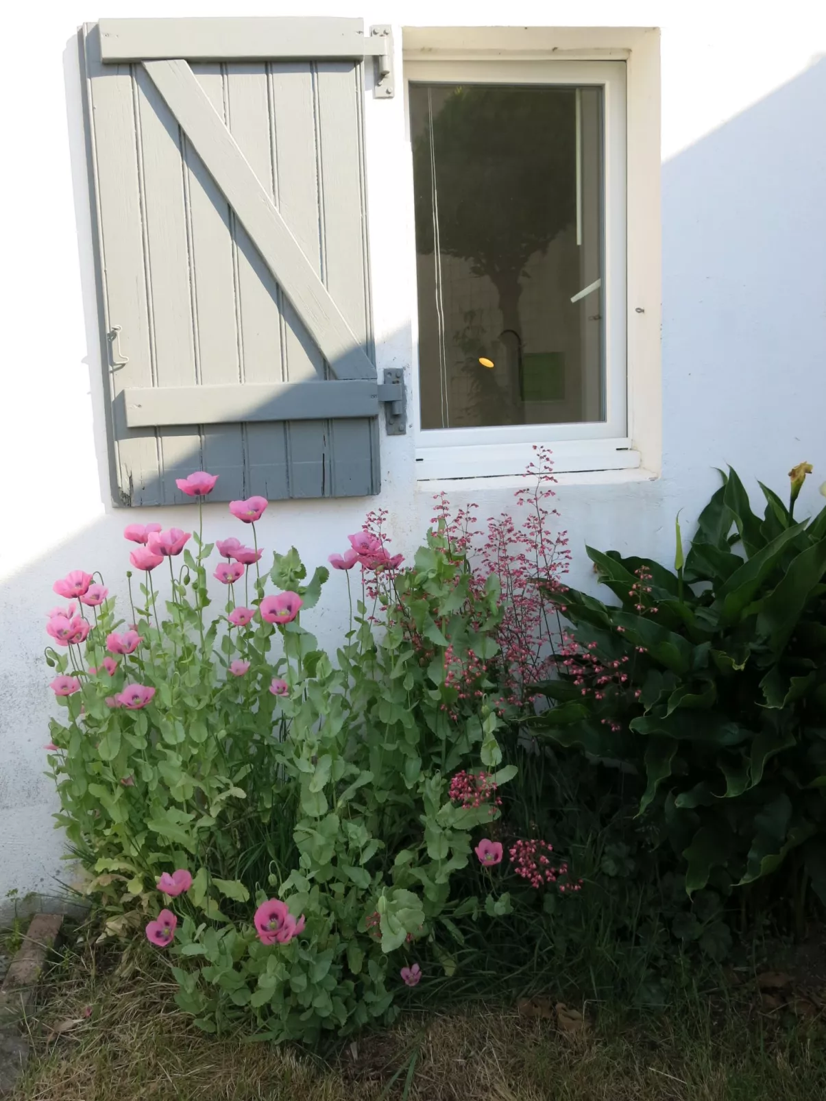 Roses Tremières-Inside