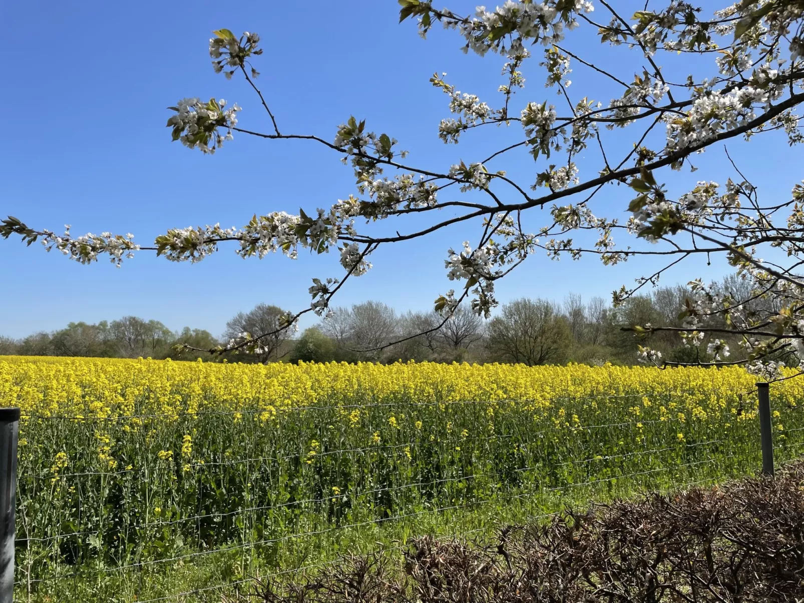 Heide-Dehors