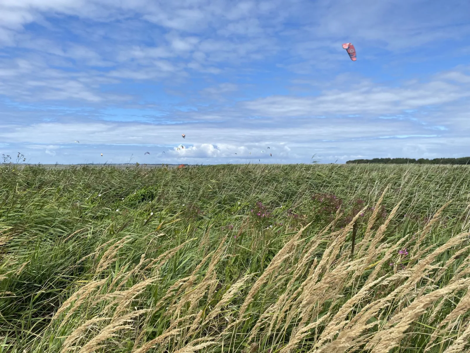 Pusteblume-Area