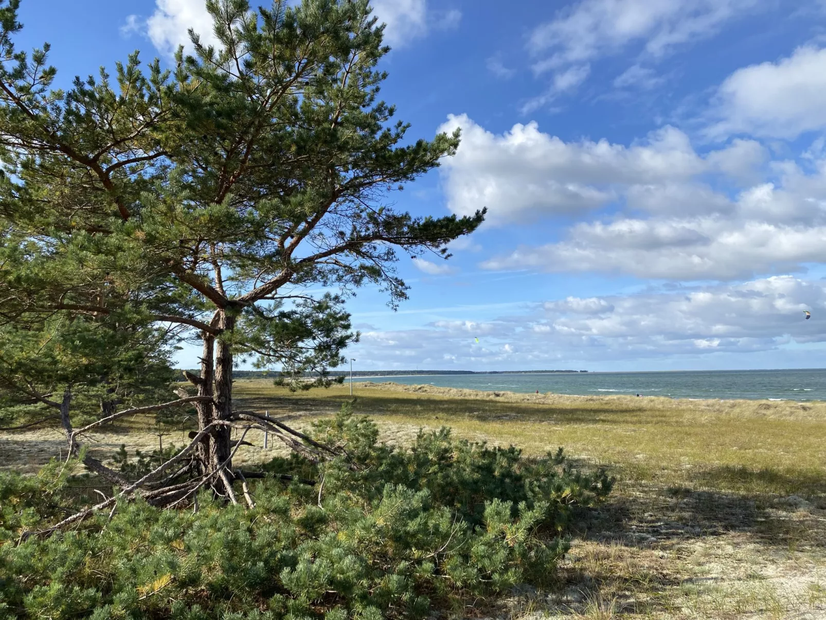 Lemke-Area