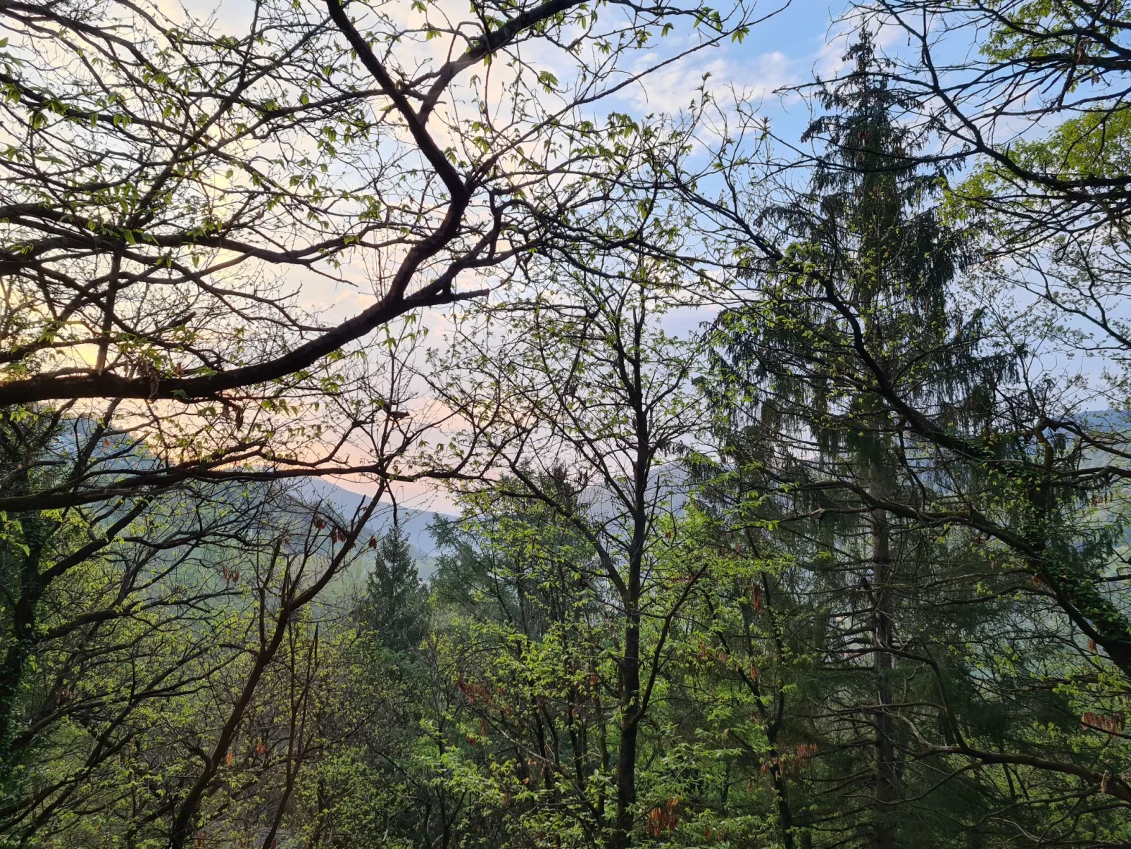 Bosco della Bella 6-Draußen