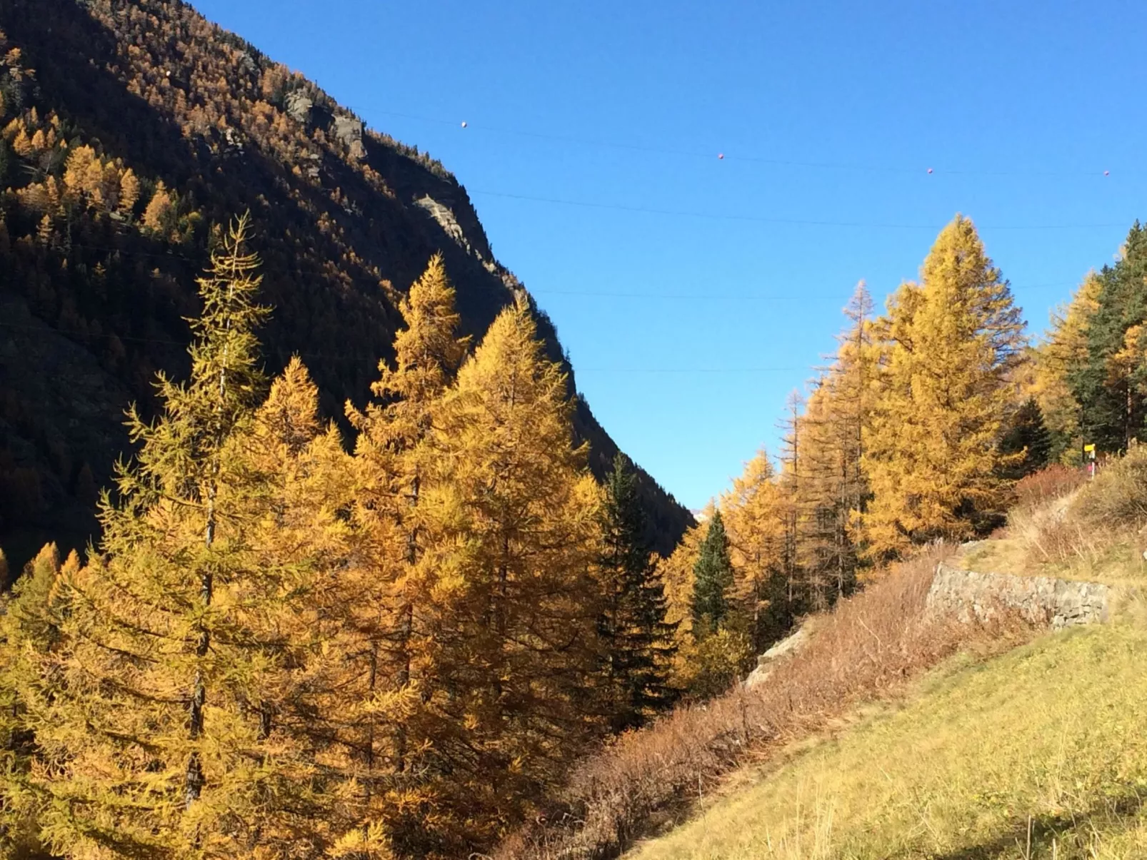 Alpenstern Trift-Outside