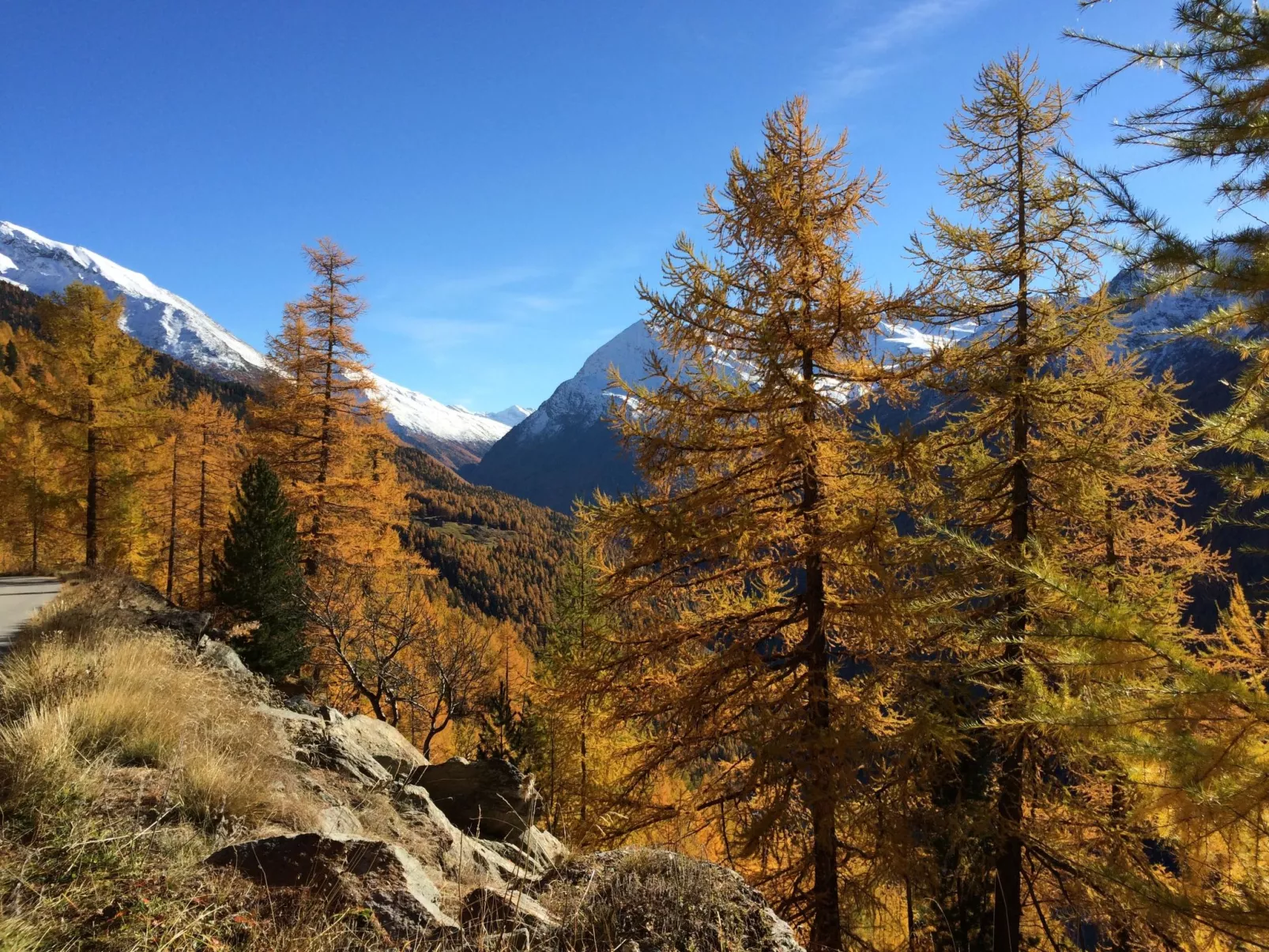 Alpenstern Trift-Outside