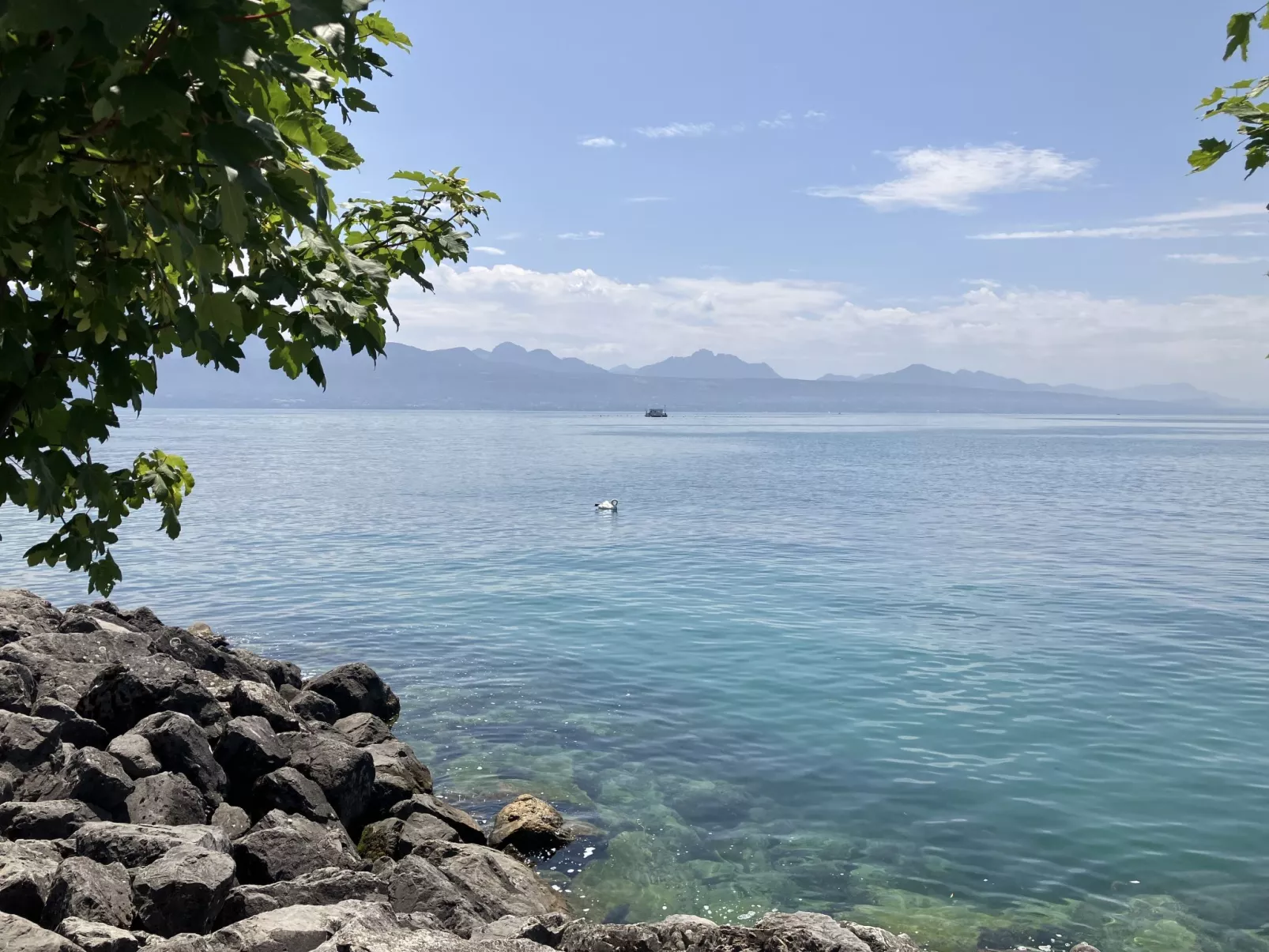 Petit Nid de Pully-Area