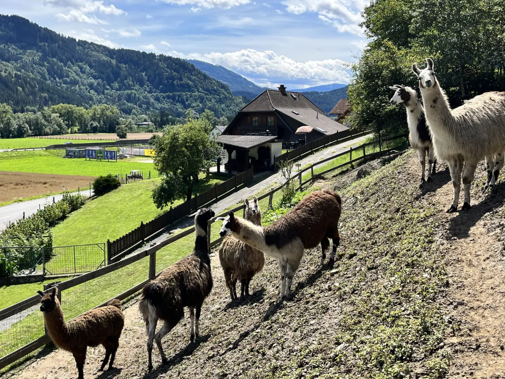 Lama-Dehors