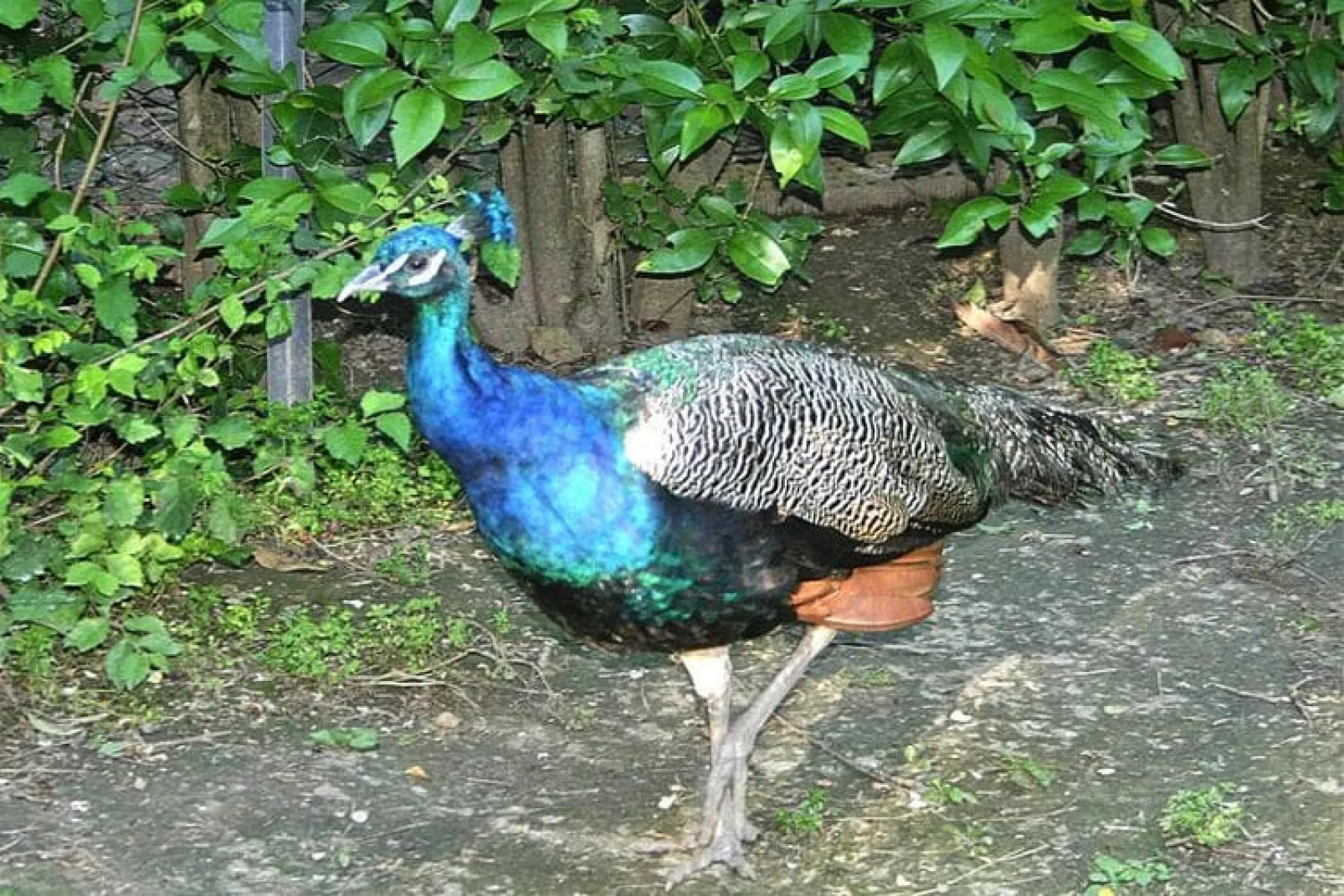 Holiday home dei Pavoni Montemaggiore con Piscina privata-Gardens summer