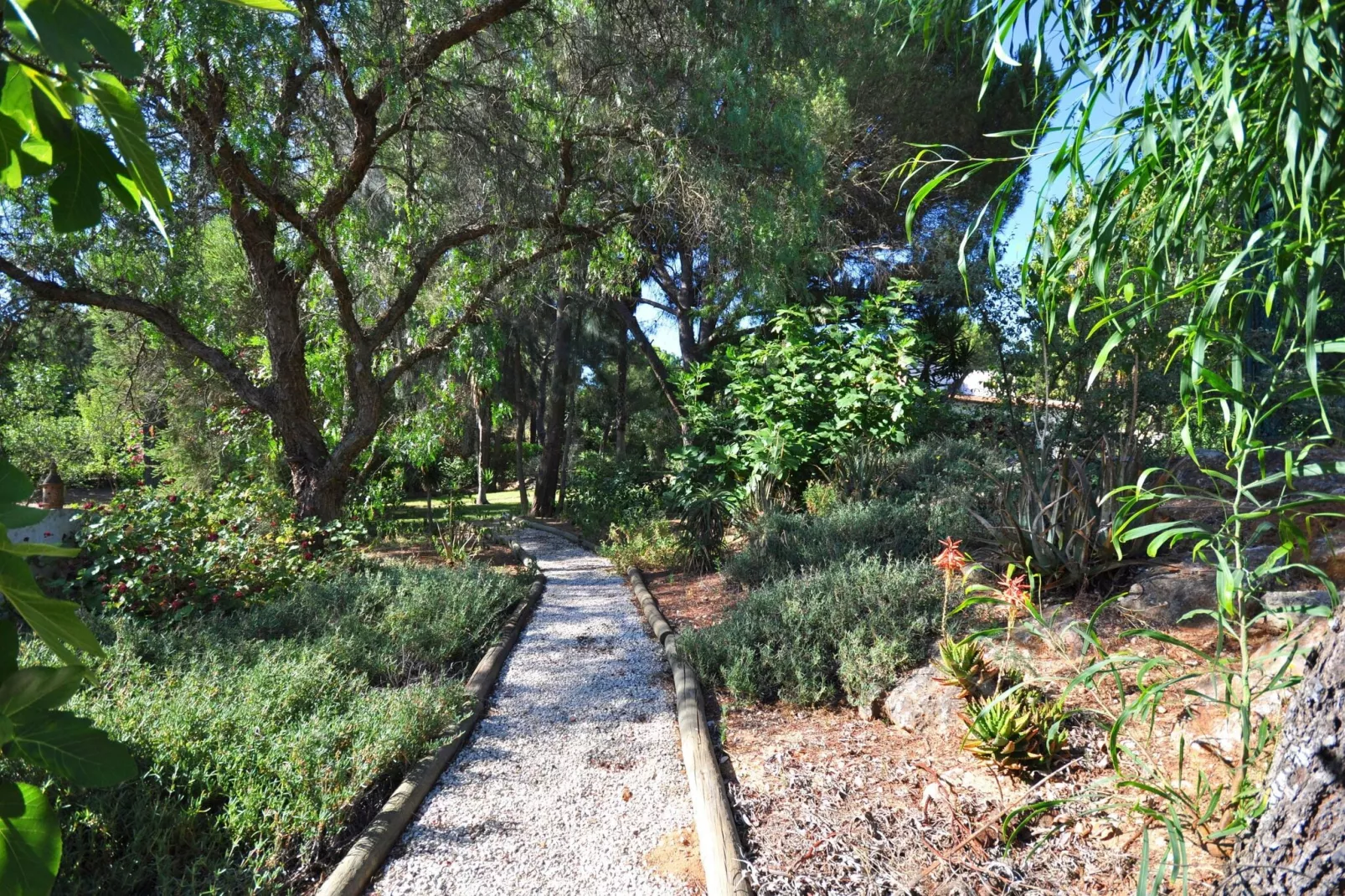 Casa Violeta-Gardens summer