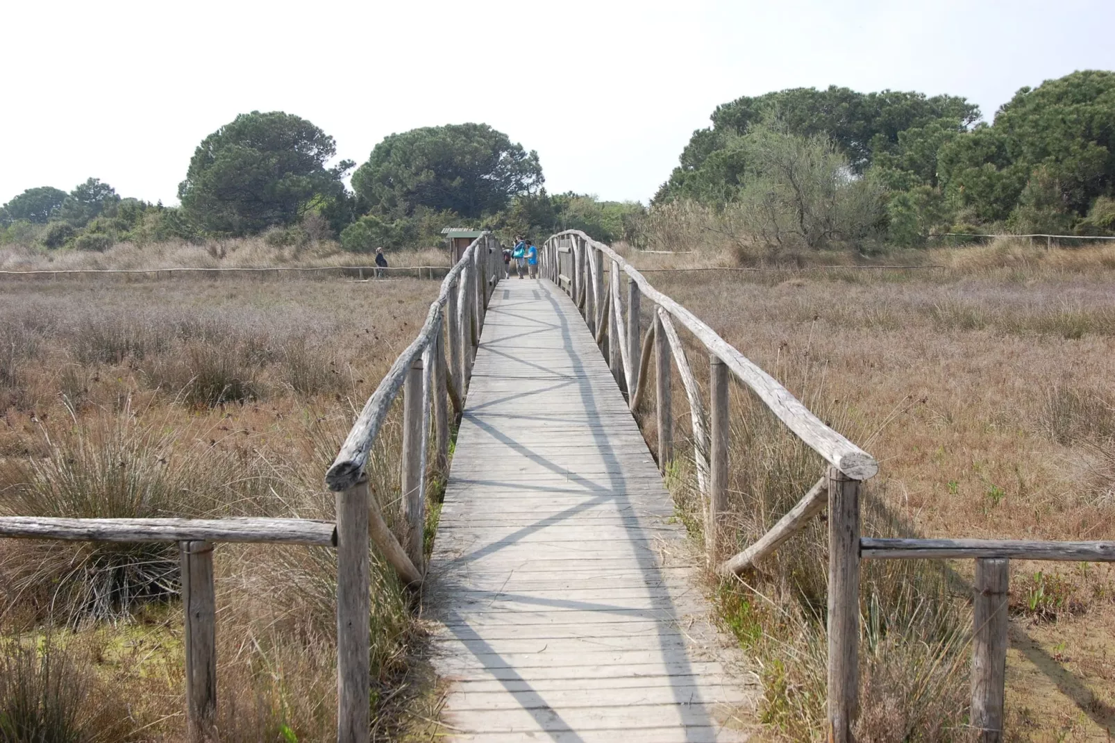 MEF Tre-Areas summer 1km