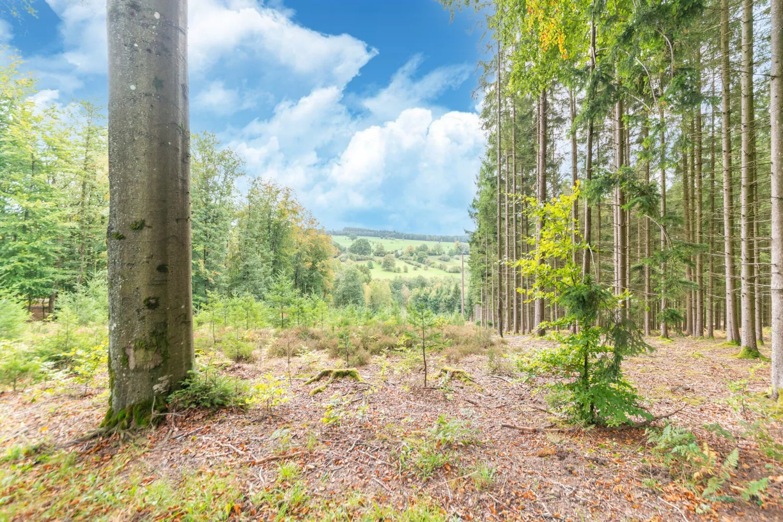 Magnifique studio pour 4 adultes avec Sauna-Gebiete Sommer 5 km