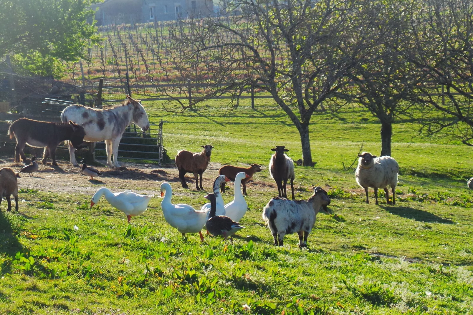 Le Pigeonnier-Park facilities