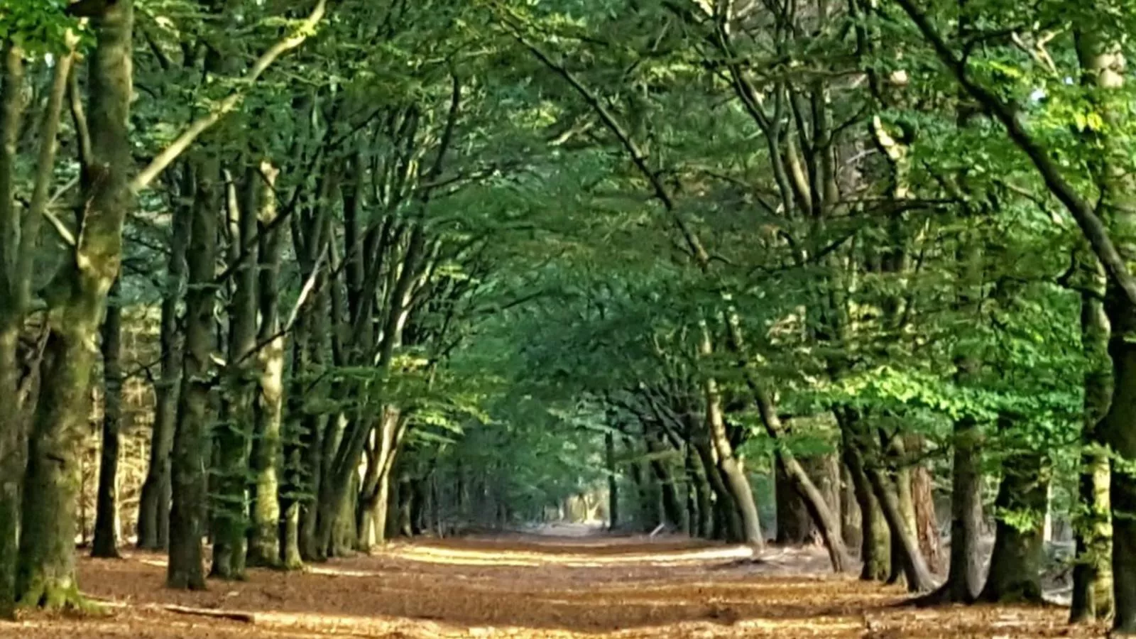 Abs Blokhut-Areas summer 1km