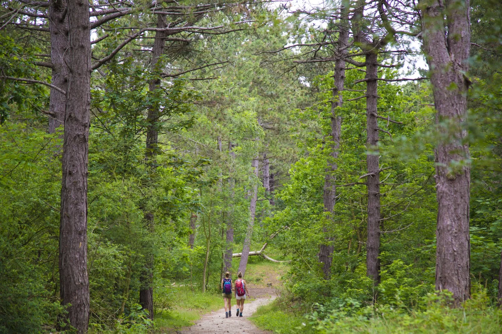 Vakantiepark Duinrust 3-Areas summer 1km