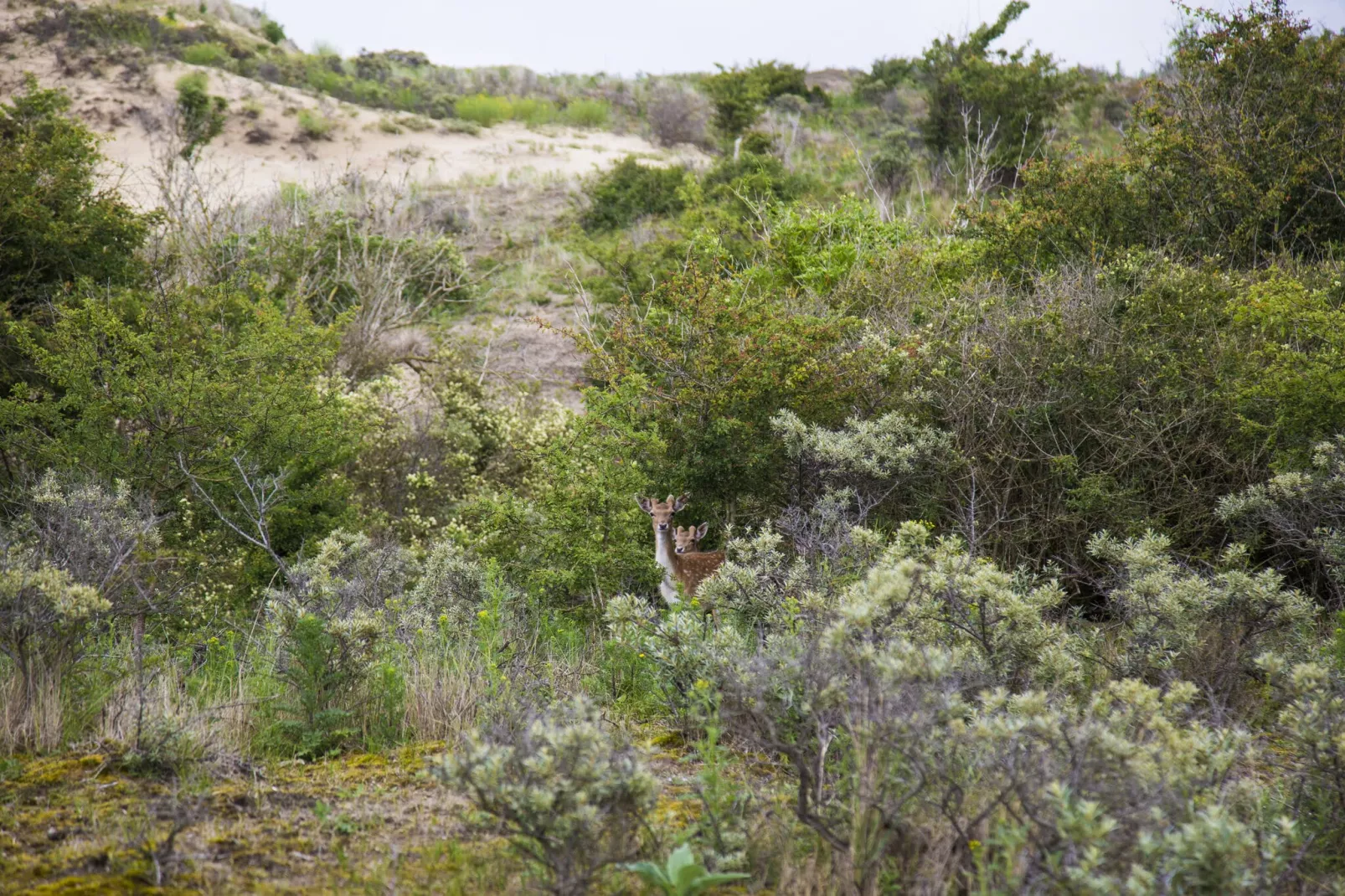 Vakantiepark Duinrust 3-Areas summer 5km