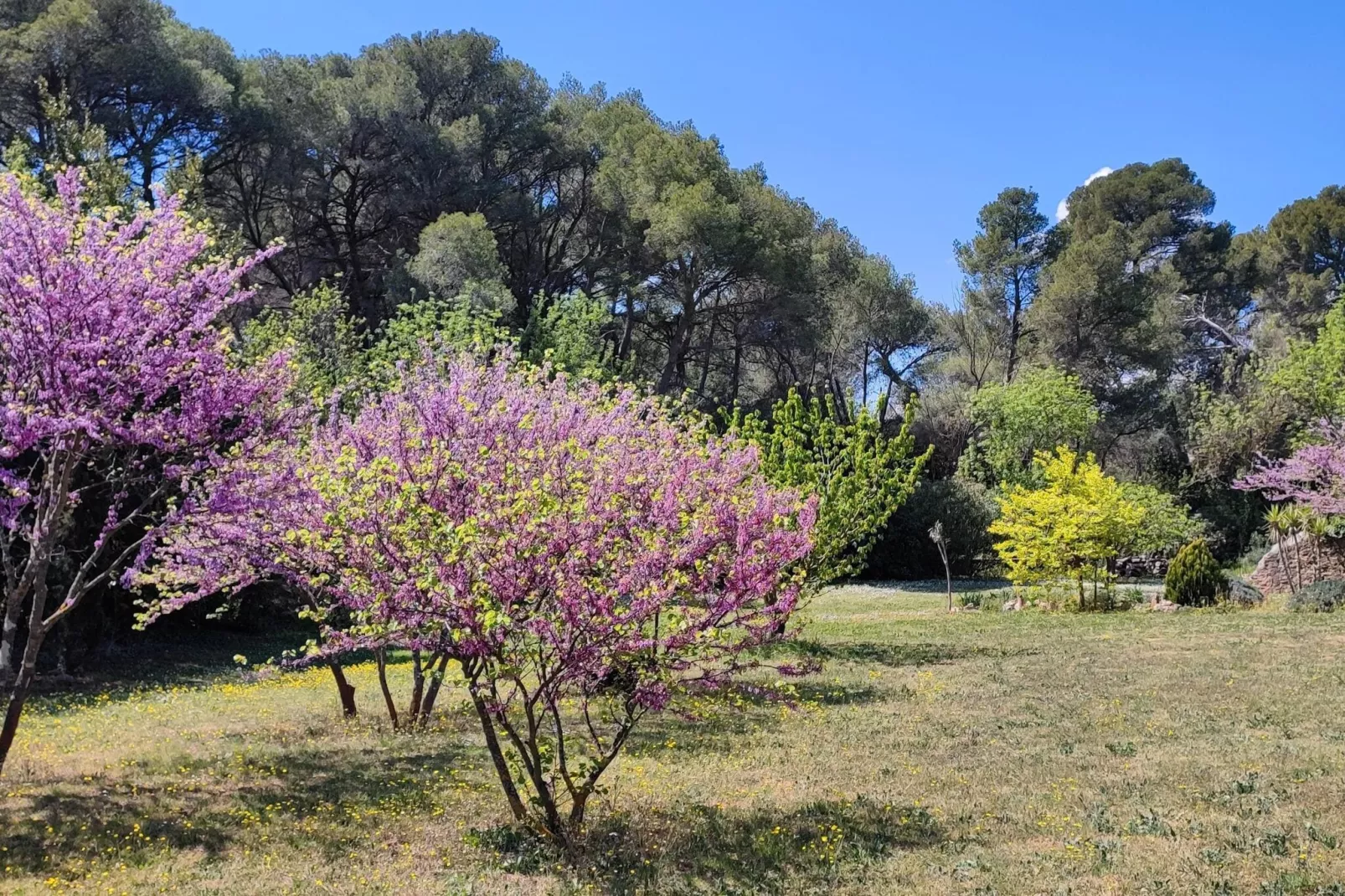 LA BOUSCADE GUESTHOUSE-Gardens summer