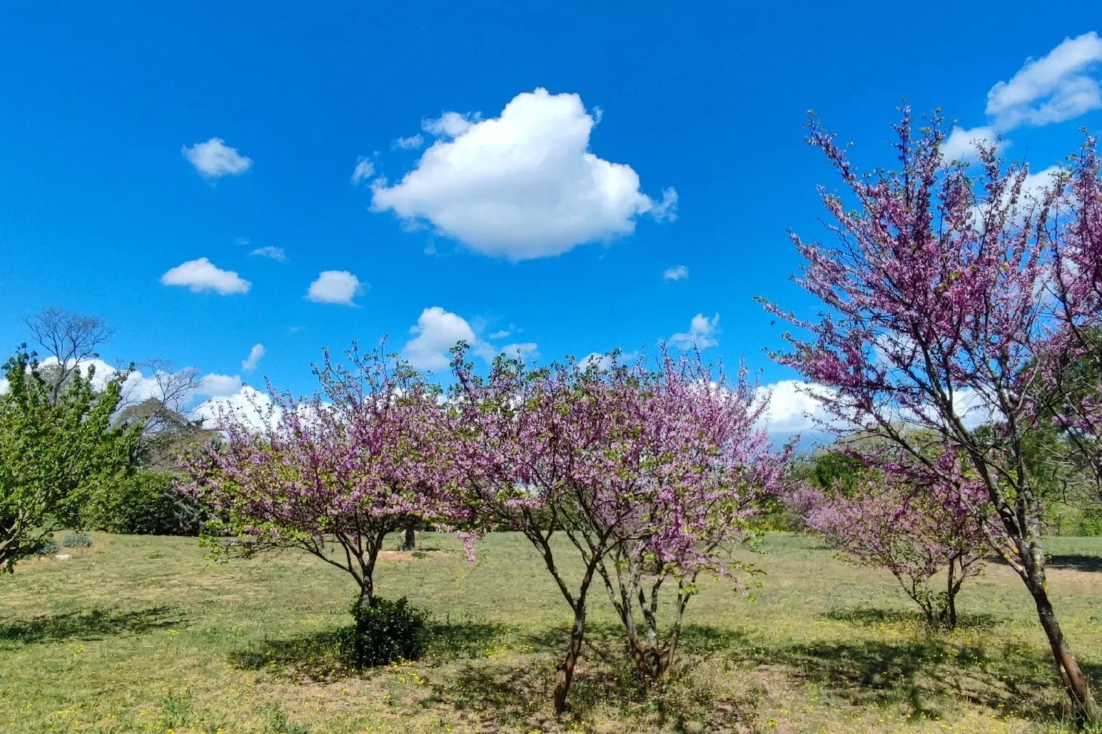 LA BOUSCADE GUESTHOUSE-Gardens summer
