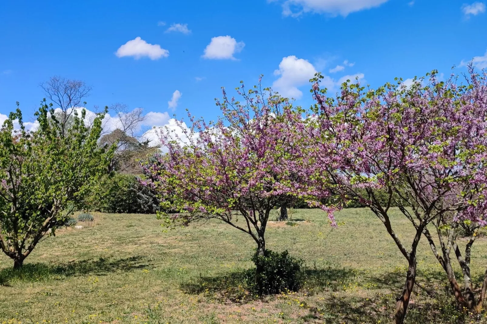 LA BOUSCADE GUESTHOUSE-Gardens summer