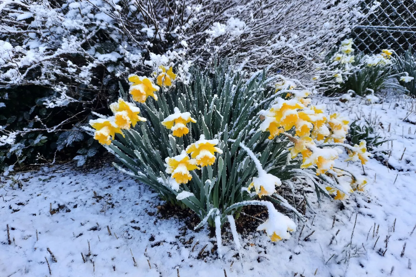 Ferienhaus Humptrup-Außenbereich Winter