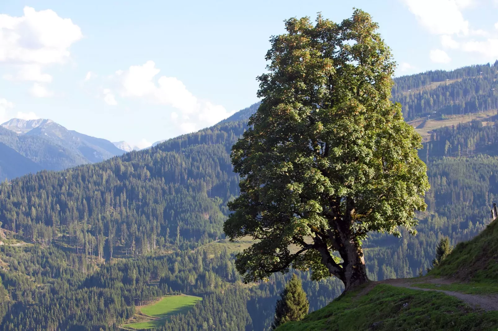 Mohr-Areas summer 1km