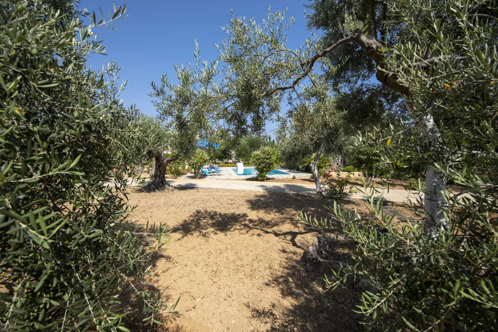 Villa Afroditi-Gardens summer