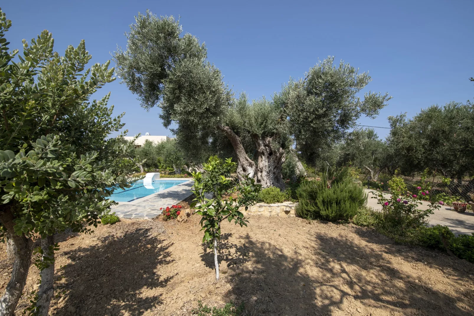 Villa Afroditi-Gardens summer