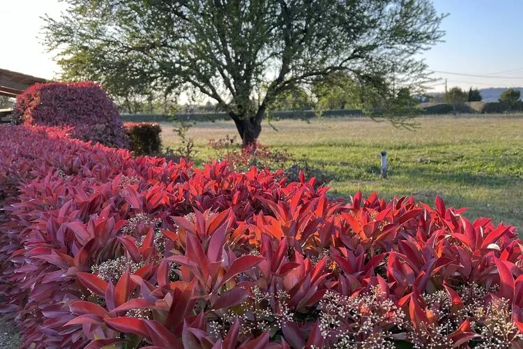 Mas Opideum-Gardens summer