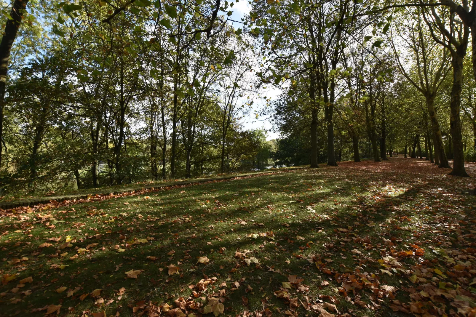 De bonte kat-Zones d'été à 1 km