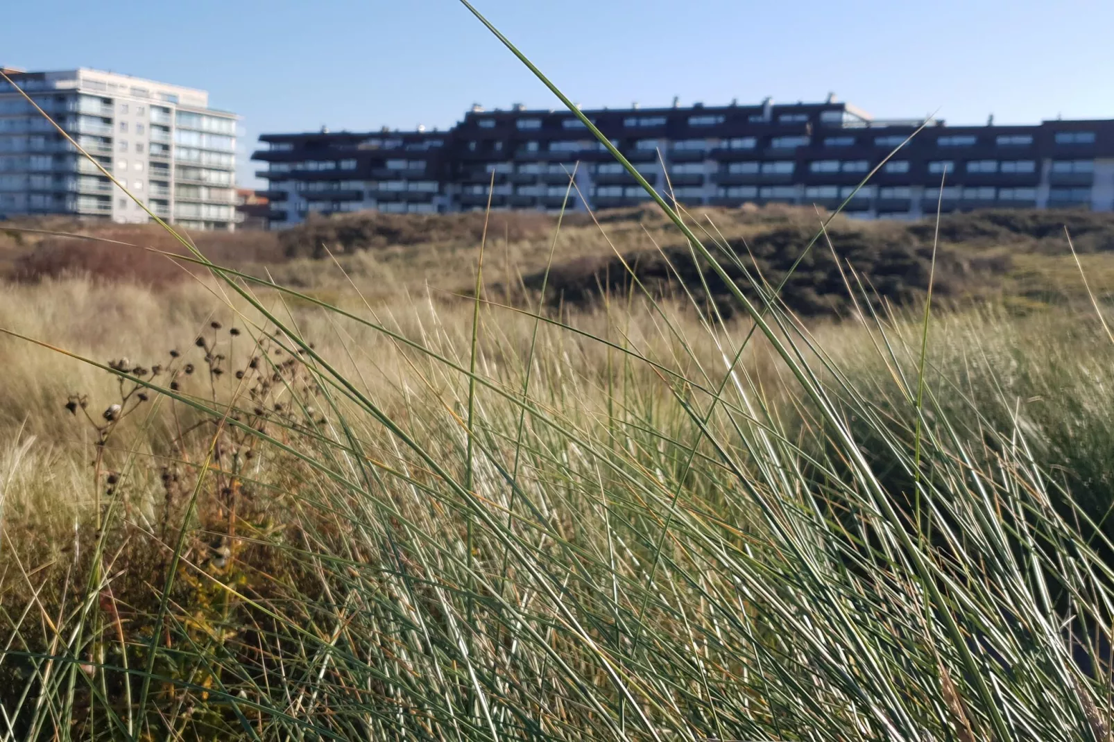 WESTDIEP/WEST31-Areas summer 1km
