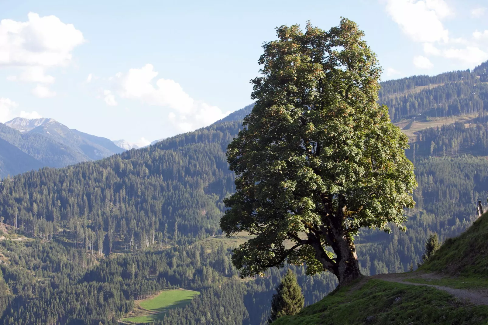 Apartment Bergblick-Areas summer 5km