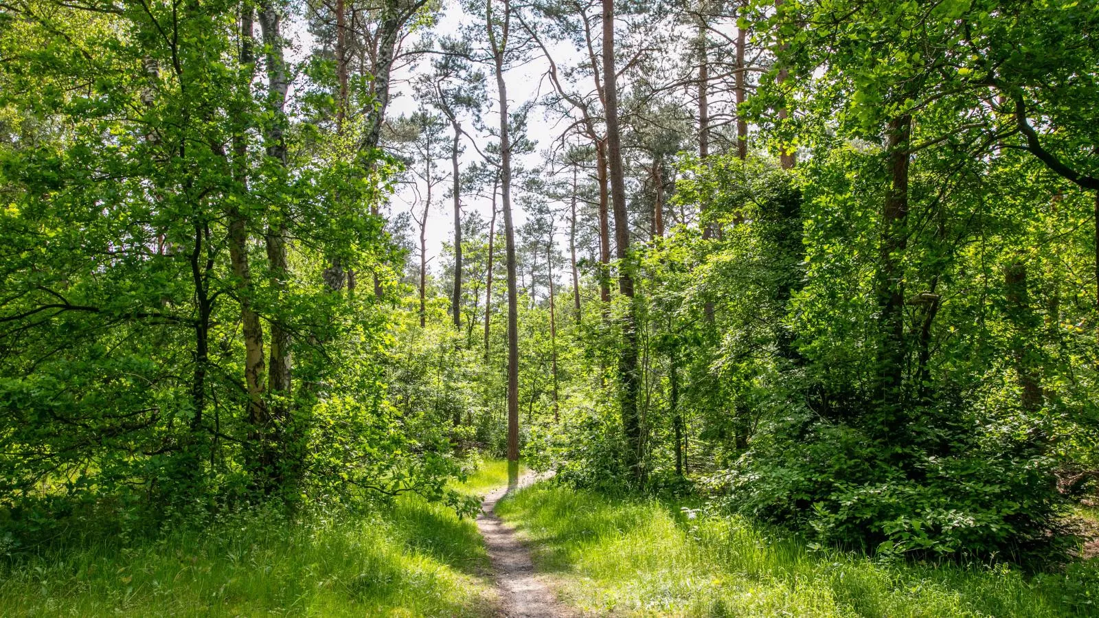 Mos-Gebiete Sommer 1 km