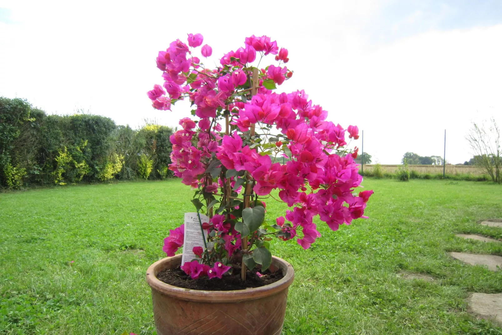 Het Boerderijtje-Gardens summer