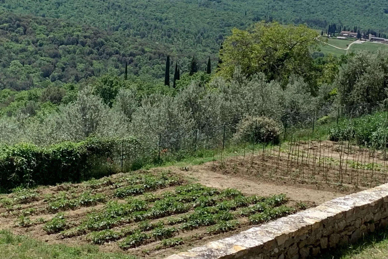 Ginestra-Areas summer 1km