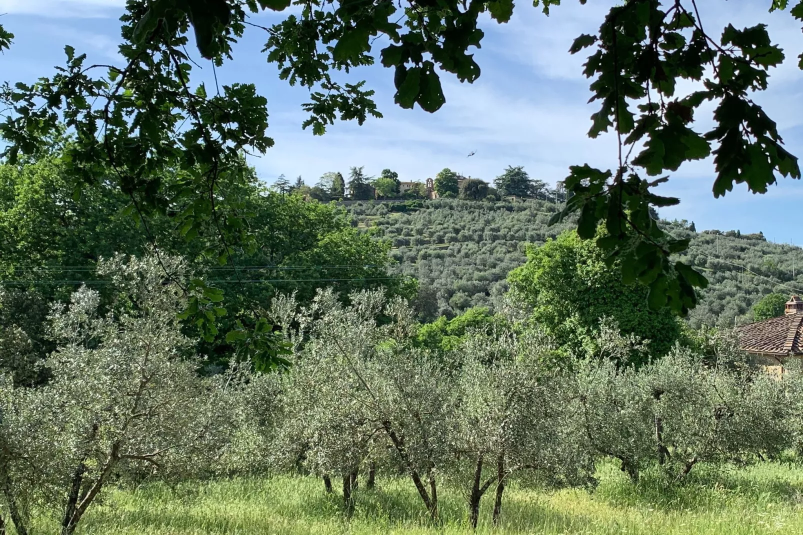 Ginestra-Areas summer 1km
