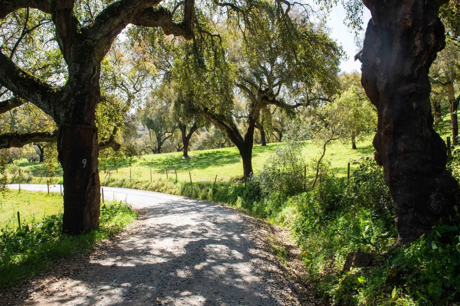 Casa das Pedras-Gardens summer