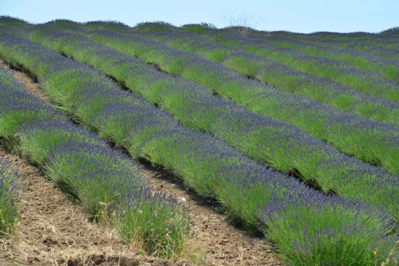 Alloro-Areas summer 1km