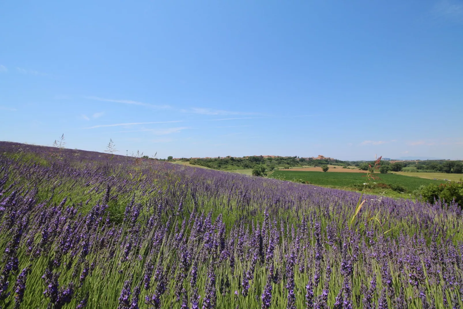 Sughera-Gardens summer